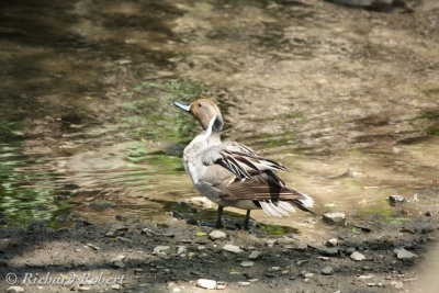 Canard Pilet  16 mai 2010 IMG_5003.jpg