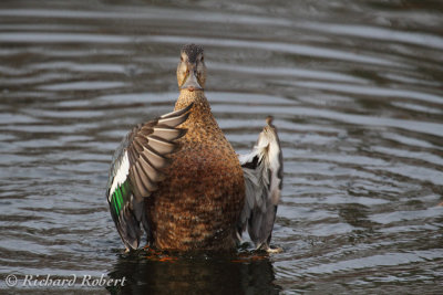 Canard souchet  13 novembre 2011 IMG_2653.jpg