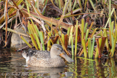 Canard souchet  13 novembre 2011 IMG_2697.jpg