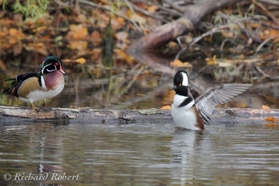 Harle couronn  20 octobre 2012 IMG_8597.jpg