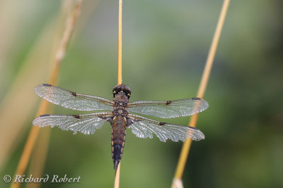 Demoiselle  07 aot 2012 IMG_6638.jpg