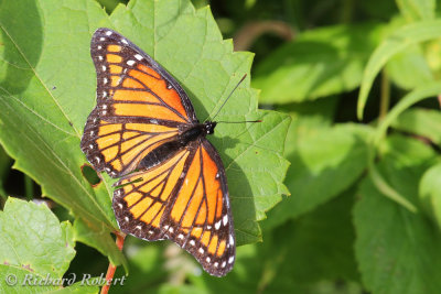 Papillons  07 aot 2012 IMG_6621.jpg