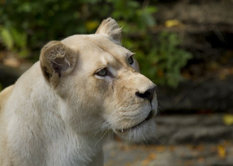 Cincinnati Zoo Oct 2012_91.JPG