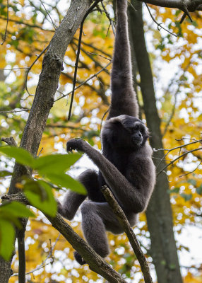 Cincinnati Zoo Oct 2012_195.JPG