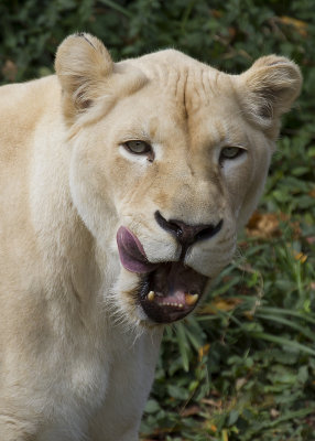 Cincinnati Zoo