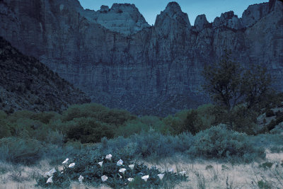 UT Zion NP 03.jpg