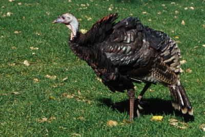 UT Zion NP 16 Turkey.jpg
