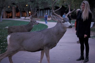 UT Zion NP 17 Deer at Lodge.jpg