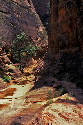 UT Zion NP 23 East Rim Trail.jpg