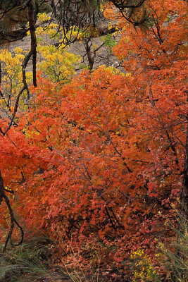 UT Zion NP 37.jpg