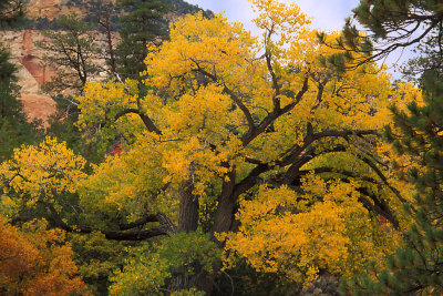UT Zion NP 39.jpg
