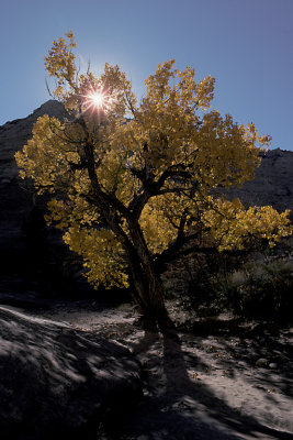 Zion NP