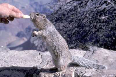 AZ Grand Canyon NP S Rim 08 Squirrel.jpg