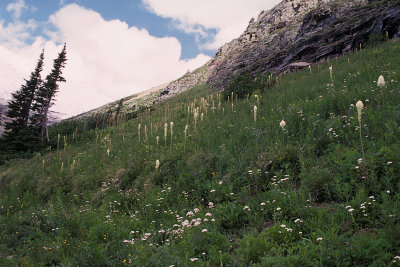 MT Glacier NP 090 Iceberg Lake Trail.jpg