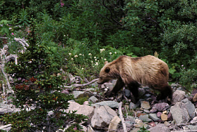 MT Glacier NP 123 Cracker Lake Trail Grizzly Bear.jpg