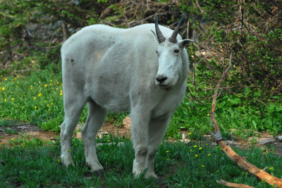 MT Glacier NP 174 Logan Pass Hidden Lake Trail Mountain Goat.jpg
