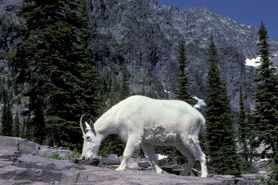 MT Glacier NP 250 Sperry Chalet Trail Mountain Goat.jpg