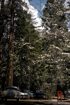 CA Yosemite NP 04 Valley Dogwoods y1960 Edith.jpg