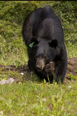 AB Banff NP Black Bear 2.jpg