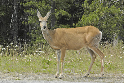AB Banff NP Deer.jpg
