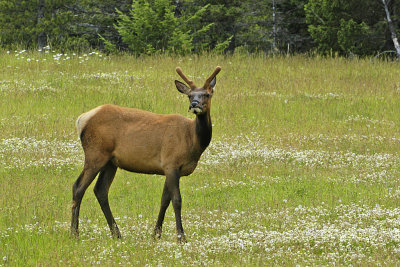AB Banff NP Elk Immature.jpg