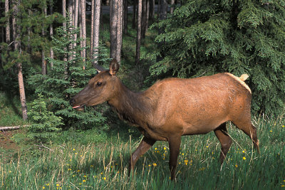 AB Banff NP Elk.jpg