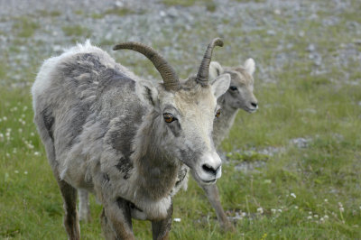 AB Jasper NP Bighorn Sheep 2 Female.jpg
