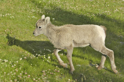 AB Jasper NP Bighorn Sheep 3 Female.jpg