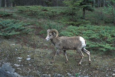 AB Jasper NP Bighorn Sheep 5 Ram (male).jpg