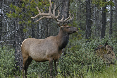 AB Jasper NP Bull Elk 1.jpg