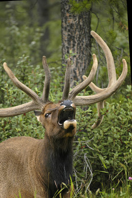 AB Jasper NP Bull Elk 2.jpg