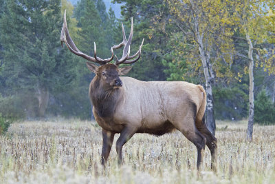 AB Jasper NP Bull Elk 3.jpg