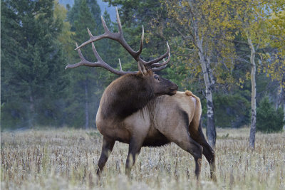 AB Jasper NP Bull Elk 4.jpg