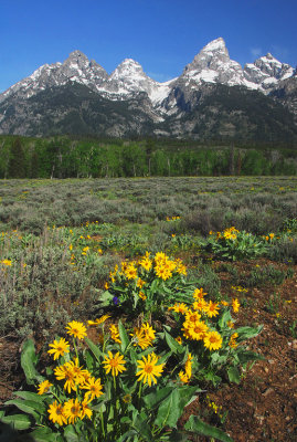 WY Grand Teton NP 01 Teton Peaks w Balsam Root Flowers.jpg