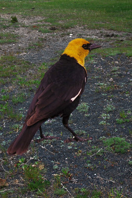 WY Grand Teton NP 90 Yellow Headed Blackbird.jpg