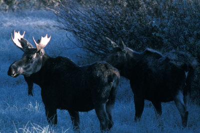 WY Grand Teton NP 91 Moose.jpg