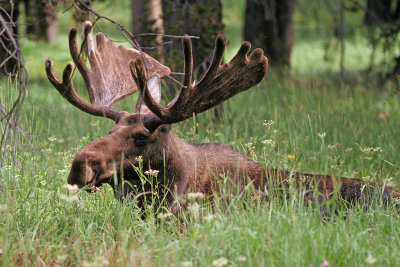WY Yellowstone NP 910 Moose.jpg