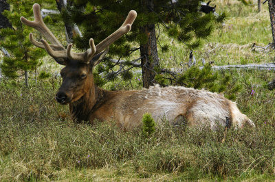 WY Yellowstone NP 930 Elk.jpg