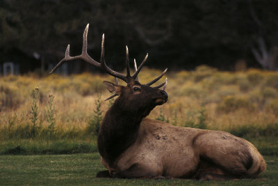 WY Yellowstone NP 932 Mammoth Hot Springs Elk.jpg