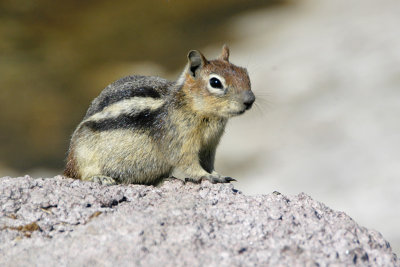 WY Yellowstone NP 940 Squirrel.jpg