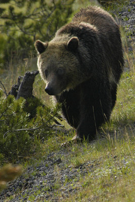 WY Yellowstone NP 953 Grizzly Bear.jpg
