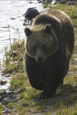 Yellowstone NP