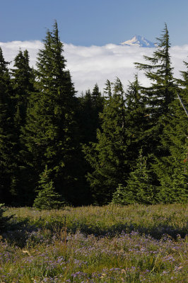 OR Mt Hood NF 5 View of Mt Jefferson.jpg
