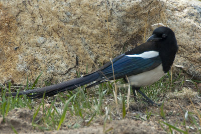CO Rocky Mtn NP 09 Magpie.jpg
