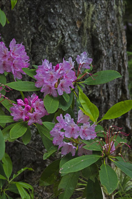 OR Mt Hood NF 1b Rhododendron.jpg