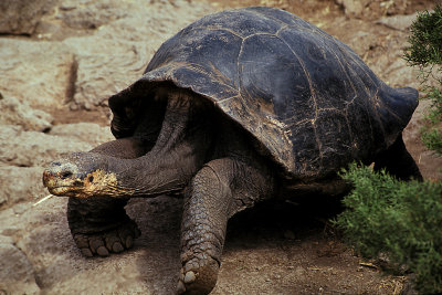 ECU 14 Galapagos Zoo Giant Tortoise.jpg