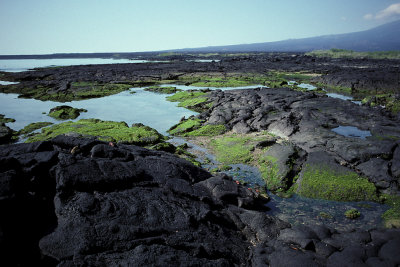 ECU 17 Galapagos Volcanic Tidewater.jpg
