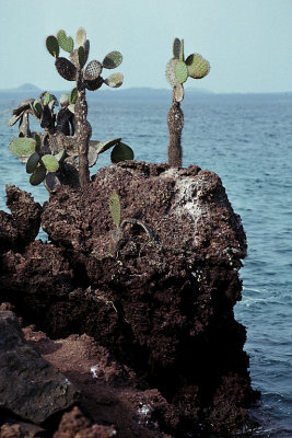 ECU 19 Galapagos Prickly Pear Cliff.jpg