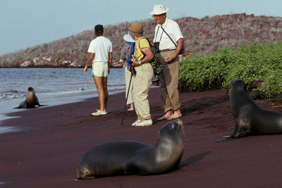 ECU 22 Galapagos Seal.jpg