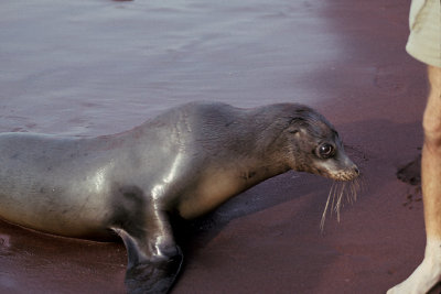 ECU 23 Galapagos Seal.jpg